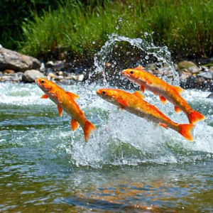 Kaltwasserfisch als Lieferant von Omega 3 Fettsäuren